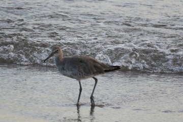 Der Schlammtreter (Tringa semipalmata) Willet 
