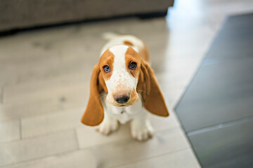 basset dog at home on the floor