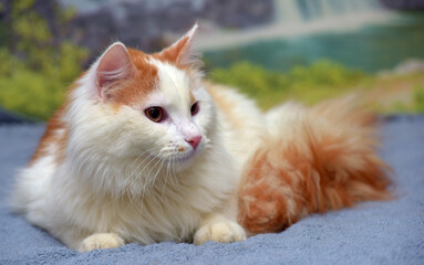 Fototapeta na wymiar red and white fluffy longhair cat