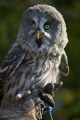great grey owl close up photo