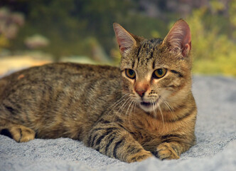 Naklejka na ściany i meble cute striped brown shorthair young cat