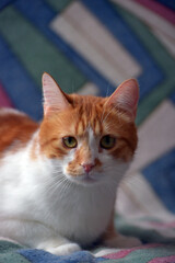 beautiful red and white shorthair cat