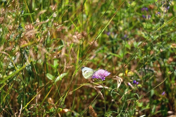 White cabbage butterfly and wildflowers in the meadow. Selective focus.