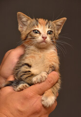 cute tricolor tabby kitten in hands