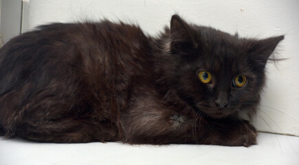 black fluffy kitten with a smoky undercoat