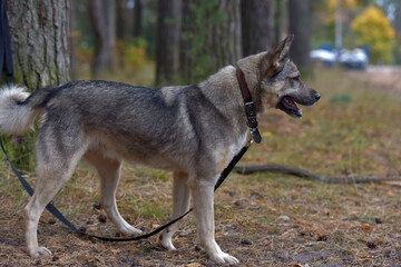 Obraz premium mongrel dog gray and black outdoors