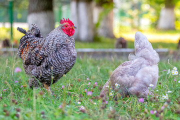 Rooster and chicken in the garden graze on the grass