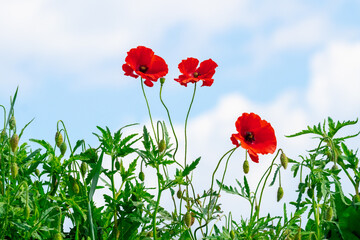 Red poppy on a background of blue sky with white clouds, wildflowers