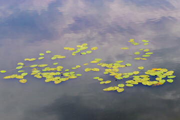 Water lily leaves on the water surface of the river and the reflection of the sky in the water