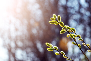 Willow branches with fluffy catkins in the forest on a blurred background - obrazy, fototapety, plakaty