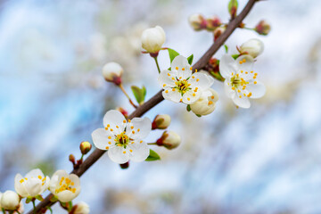 Cherry plum branch with flowers and buds, cherry plum blossoms