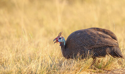 Helmeted Guineafowl, Kruger National Park