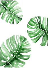 green leaves monstera on white background.