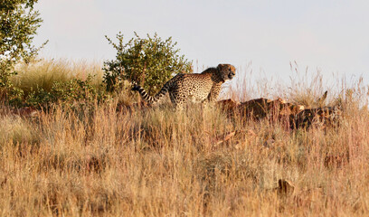 Obraz na płótnie Canvas Collared Cheetah, South Africa