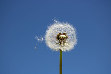 A dandelion with seeds blown away by the wind across a clear blue sky