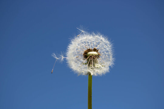 A dandelion with seeds blown away by the wind across a clear blue sky © Sofya