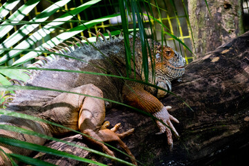 Iguana na madeira no Parque das Aves em Foz do Iguaçu, Brasil. 