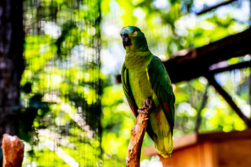 Parque das Aves em Foz do Iguaçu, Brasil. 