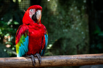 Arara vermelha no Parque das Aves em Foz do Iguaçu, Brasil. 