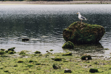 white seagull on mossy rock