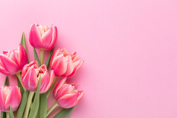 Pink tulip flower on pastel table background with copy space for text. International Women day, Mother day and Happy Valentine day concept.