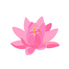 pink lotus flower isolated on white background	