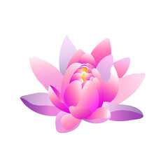 pink lotus flower isolated on white background	