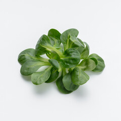 Corn Salad Leaves isolated on white background.