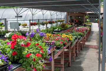 Fototapeta na wymiar greenhouse with flowers