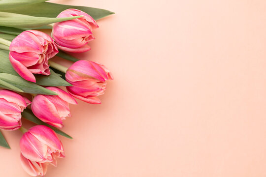 Pink tulip flower on pastel table background with copy space for text. International Women day, Mother day and Happy Valentine day concept.