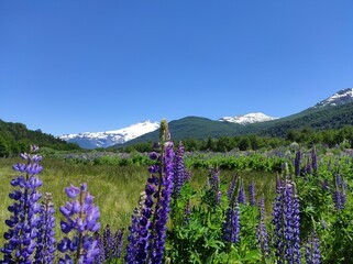Obraz premium De Bariloche à San Martin de Los Andes : Route des 7 lacs