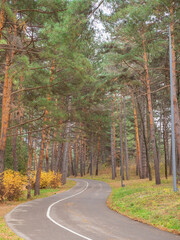 Obraz premium Winding narrow asphalt road leading to a pine valley on a cloudy autumn day. National Kislovodsk Park