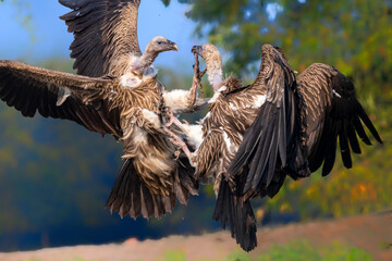 Himalayan Griffon Vulture pair fighting each other.