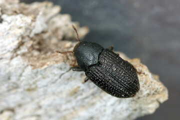 Greater ash bark beetle (Hylesinus crenatus), on wood,  - obrazy, fototapety, plakaty