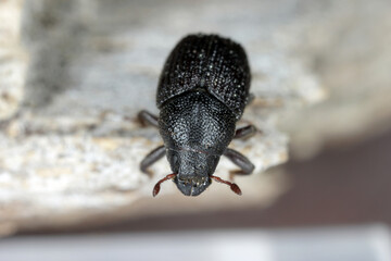 Greater ash bark beetle (Hylesinus crenatus), on wood, 
