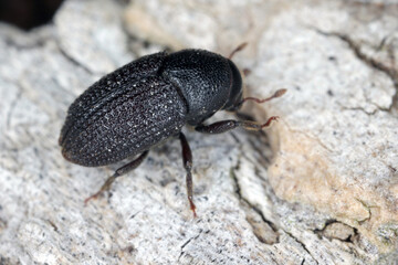 Greater ash bark beetle (Hylesinus crenatus), on wood, 