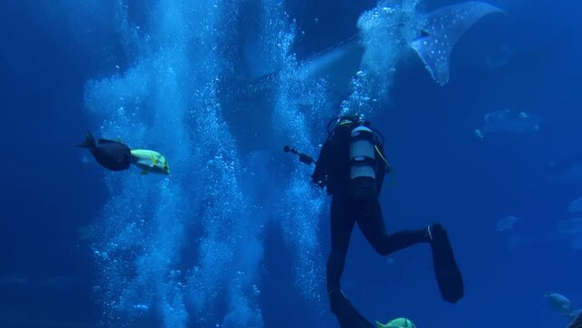 A scuba diver swims underwater with a massive whale shark.