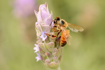 bee on a flower