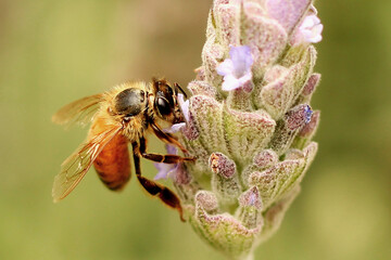 bee on a flower