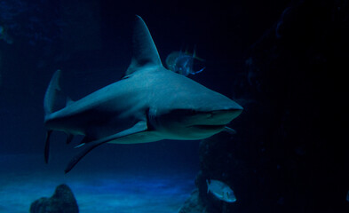 shark in aquarium