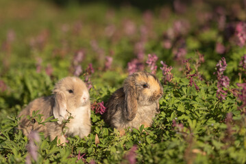two cute baby rabbits outside in garden