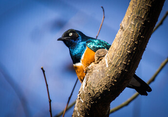 Colored birds in habitat