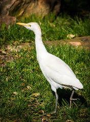 white heron ardea cinerea