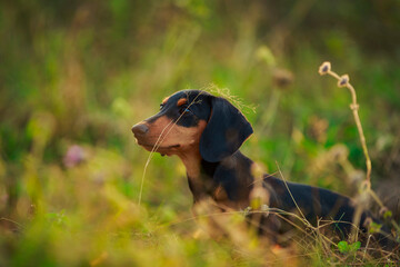 Dachshund dog stands in the grass and looks out for something