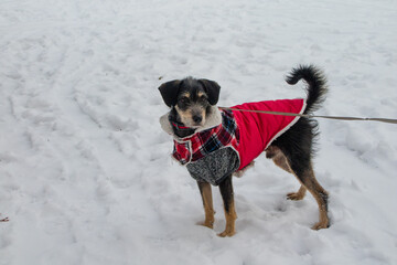 Cachorro brincando na neve com sua roupa de frio