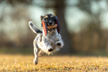 small  sporty Jack Russell Terrier sporting dog happily carrying an apportel and running fast...