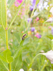 Bee on flowers in the daytime. A macro shot of a beetle on a flower.  Beautiful bug sits on a white flower in a summer garden. 