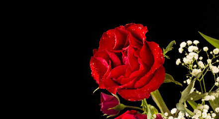 Vivid red color rose with drops isolated on the black background with copy space