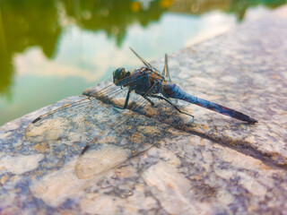 close up of a dragonfly