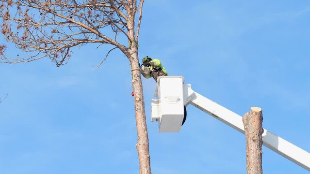 Tree trimming. Working arborist cuts off a tethered top of a dead pine tree trunk with a chainsaw, while standing in the basket of an articulating boom lift or cherry picker.